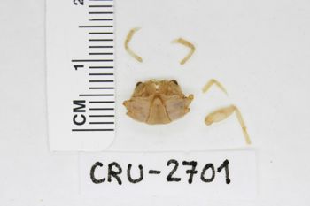 Media type: image;   Invertebrate Zoology CRU-2701 Description: Preserved specimen.;
